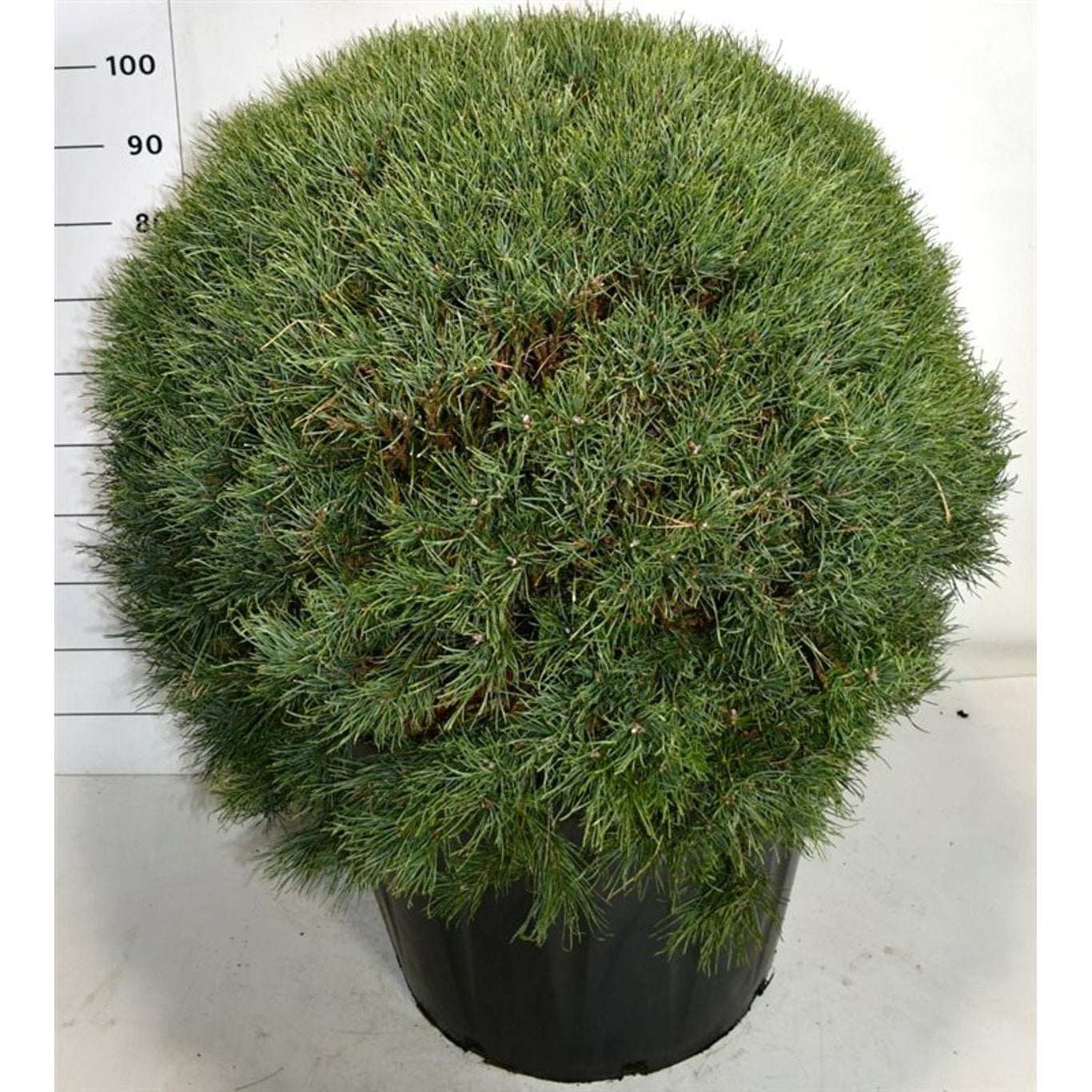 Tall – Pinus sylvestris 'Watereri' - 90 CM Ball Cont.